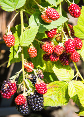 Ripe, unripe and juicy blackberries in the summer garden.