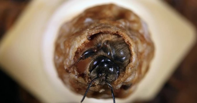 European Honey Bee, apis mellifera, Emergence of a Queen, Bee Hive in Normandy, Real Time 4K