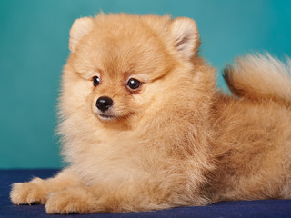 pomeranian spitz on the blue background. close up portrait