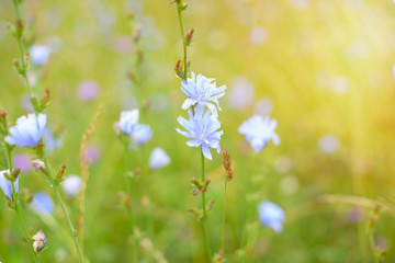 chicory grows on the field