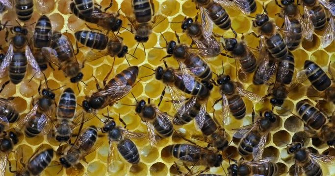 |European Honey Bee, apis mellifera, black bees on a brood frame, Queen in the middle, Bee Hive in Normandy, Real Time 4K