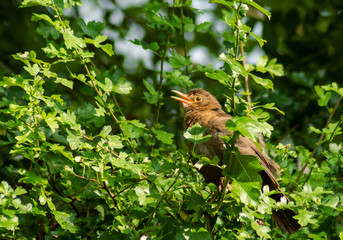 Fledgling female blackbird