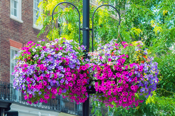Street post with baskets of natural flowers (petunias)