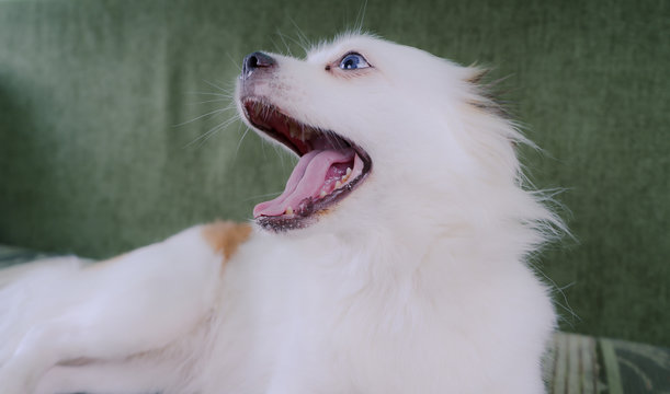 White Spitz, Dog Falls Asleep On The Couch