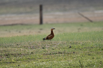 Ogar, red duck (Latin Tadorna ferruginea), in the wild. - obrazy, fototapety, plakaty