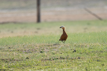 Ogar, red duck (Latin Tadorna ferruginea), in the wild. - obrazy, fototapety, plakaty