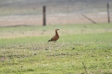 Obraz na płótnie Canvas Ogar, red duck (Latin Tadorna ferruginea), in the wild.