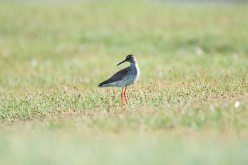 The common redshank or simply redshank (Tringa totanus) is a Eurasian wader in the large family Scolopacidae