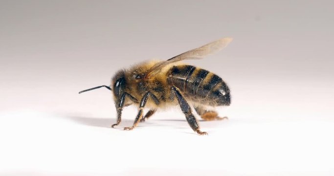 European Honey Bee, apis mellifera, Black Bee against White Background, Normandy, Real Time 4K