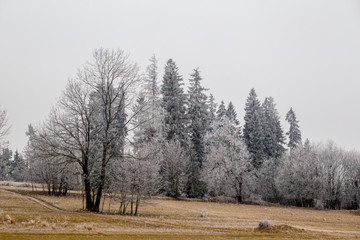 frozen forest