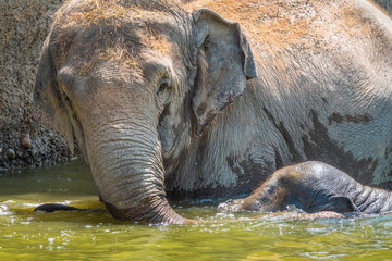 Fototapeta premium Asian elephant herd taking a bath and playing in a pond under a wterfall on a hot day.