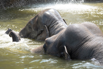 Fototapeta premium Asian elephant herd taking a bath and playing in a pond under a wterfall on a hot day.