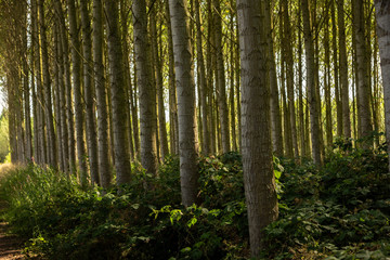 Path through manmade forest in UK