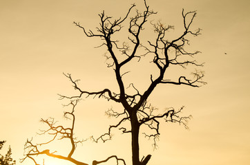 tree, silhouette, nature, sky