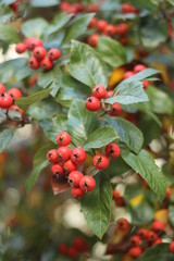 Obraz premium berries in autumn, germany