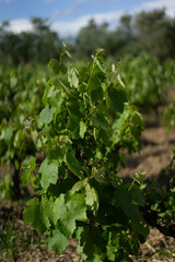 Fototapeta premium Vine