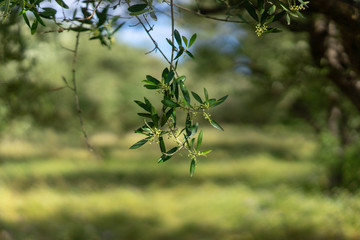 olive tree in Greece