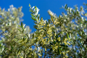 olive tree in Greece
