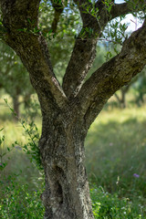olive tree in Greece