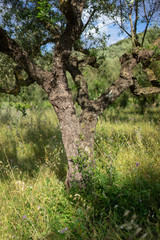 Fototapeta na wymiar olive tree in Greece