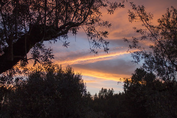 Sunset in a olive countryside