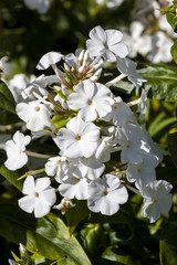 Phlox carolina 'Miss Lingard' an herbaceous springtime summer flower plant