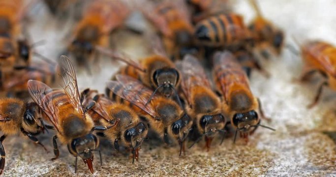 European Honey Bee, apis mellifera, Bees drinking Water on a Stone, Normandy, Real Time 4K