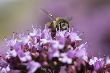 Honey Bee (Apis mellifera) on Oregano (Origanum laevigatum 'Herenhausen')