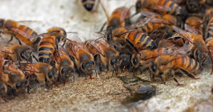 European Honey Bee, apis mellifera, Bees drinking Water on a Stone, Normandy, Real Time 4K