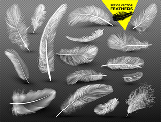 Set of falling white fluffy twirled feathers on in realistic style. Drawn by hand. Vector Vector illustration. Isolated on transparent background