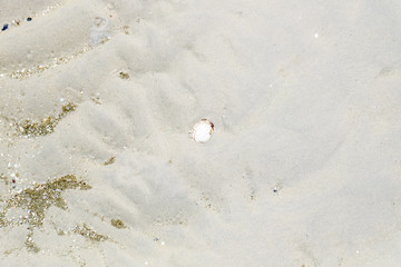 shell on beach