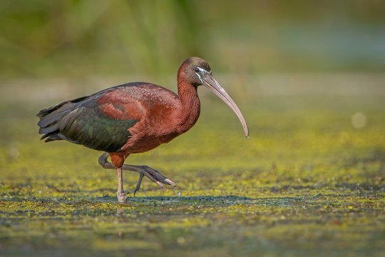 Glossy ibis in natural habitat