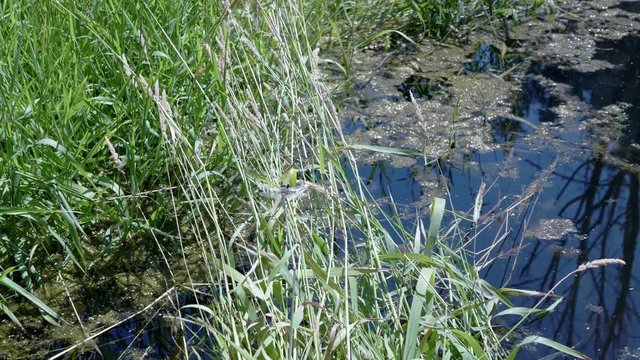 A dragonfly sits on a marshy patch of long grass and then flies away.