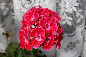 Bright red with white center Pelargonium Geranium blooming bi-colored flowers in one large flower ball in front of white curtain background