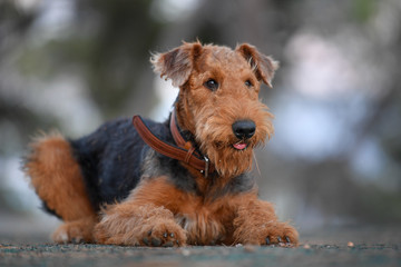 Airedale Terrier dog - puppy 7.5 month old.