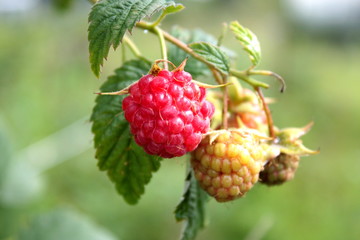 Ripe raspberry on a branch.