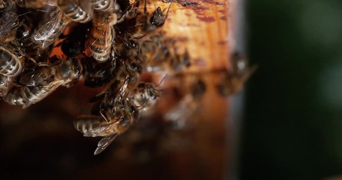 |European Honey Bee, apis mellifera, Black Bees on a wild Ray, Beginning of a wax chain,, Bee Hive in Normandy, Real Time 4K