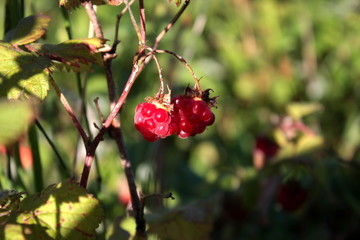 Ripe raspberry on a branch.