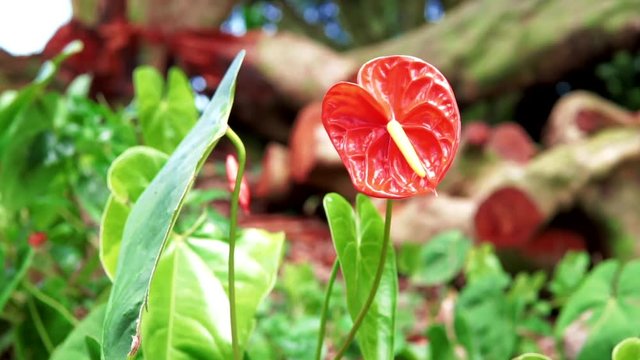 Tropical Red Anthurium also known as the Flamingo Flower or Tail Flower grown for ornamental or decorative purposes