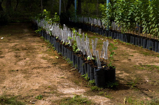 Agriculture tecnic of graft