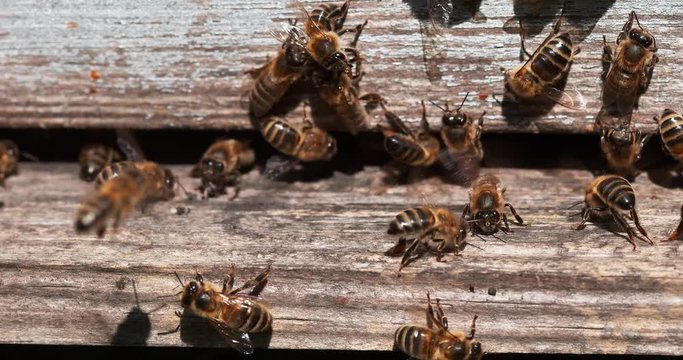 |European Honey Bee, apis mellifera, Black Bees at the Entrance of the Hive, Insect in Flight, Bee Hive in Normandy, Real Time 4K