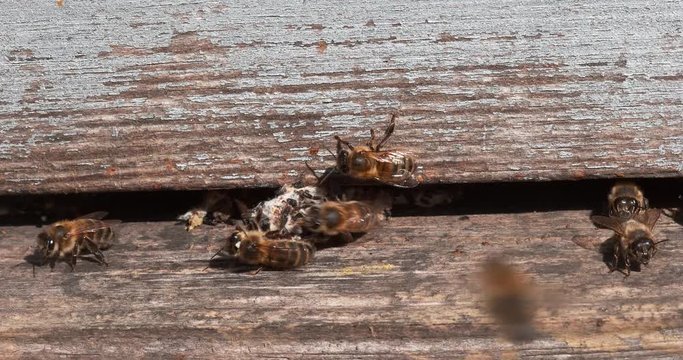 European Honey Bee, apis mellifera, Bees standing at the Entrance of The Hive, Bees exiting the silks of False Ringworm of the Colony, Bee Hive in Normandy, Real Time 4K