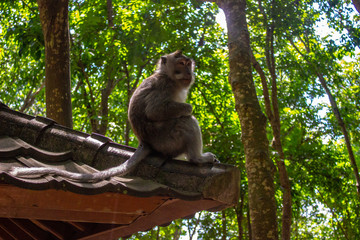 Bali Monkeyforest