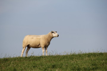 a white sheep standing at the green seawall in holland in summer