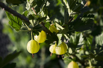 Obraz premium Ripe gooseberry on a branch grows in a sunny day, useful berries