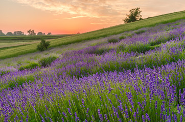 Fototapeta na wymiar Blooming lavender fields in Poland, beautfiul sunrise
