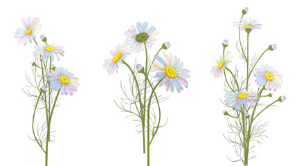 Set of Chamomile (Daisy) bouquets, white flowers, buds, green leaves, stems. Realistic botanical sketch on white background for design, hand draw illustration in vintage style, vector