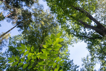 Fototapeta premium Blick in die Baumkrone im Wald 