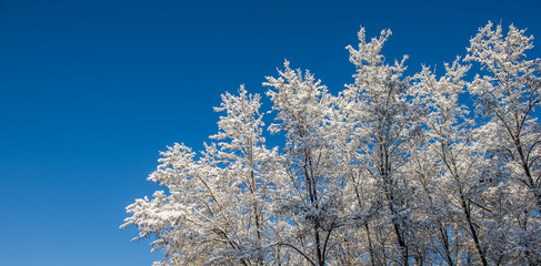 Branches of trees covered with snow against the blue sky in the forest.