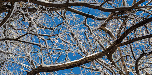 Branches of trees covered with snow against the blue sky in the forest.